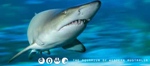 AQWA | The Aquarium of Western Australia AQWA | The Aquarium of Western Australia