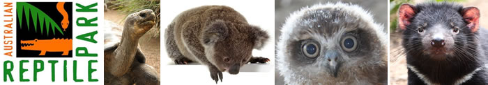 Australian Reptile Park | Open & Tickets