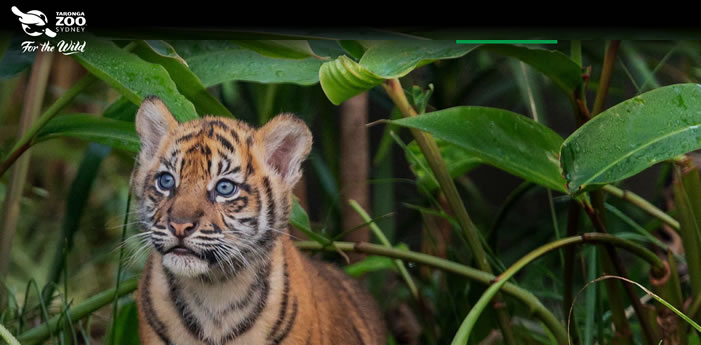 Taronga Zoo | Open Hours & Tickets