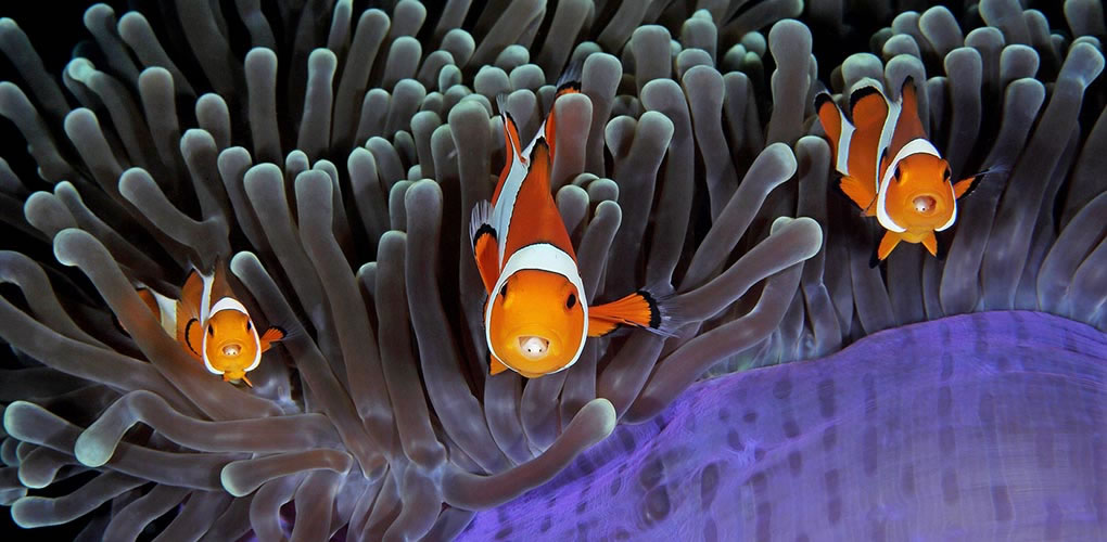 Wildlife Photographer of the year 2018